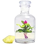 Zero Maintenance Flower Terrarium, Celosia. Long Lasting Bloom, Great for Work, Home, Unique Gift!