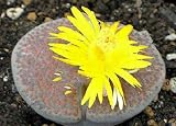 thumbnail image 2 of Lithops Fulviceps C170 – Living Stones Succulent Seeds (15 Seeds) – Rare Mesembs 2 of 2