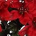 (Pack of 4) Christmas House 7-stem Red Poinsettia Bushes with Glittered Accents, 13