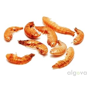 algova Gammarus gamberetti d'Acqua Dolce essiccati - Pesce Cibo Pesci Pesci Rossi Pesci di Stagno Koi - Cibo Tartarughe… algova algova Gammarus gamberetti d'Acqua Dolce essiccati - Pesce Cibo Pesci Pesci Rossi Pesci di Stagno Koi - Cibo Tartarughe…