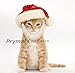 Prymal Comfort Santa Dog Cat Costume