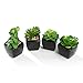Nattol Modern Mini Artificial Succulent Plants Potted in Cube-Shape Black Ceramic Pots for Home Decor, Set of 4