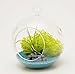 Bliss Gardens Mini Air Plant Terrarium Kit with 3" Glass Turquoise Sand, Green Moss and Snowflake Obsedian Stone