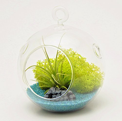 Bliss Gardens Mini Air Plant Terrarium Kit with 3