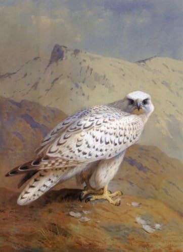 Artisoo A Greenland, or Gyr Falcon - Oil painting reproduction 30'' x 19'' - Archibald Thorburn