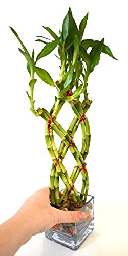 HOT Live 8 Braided Lucky Bamboo Plant Handmade -Pebble & Vase Easy to grow Gift Idea