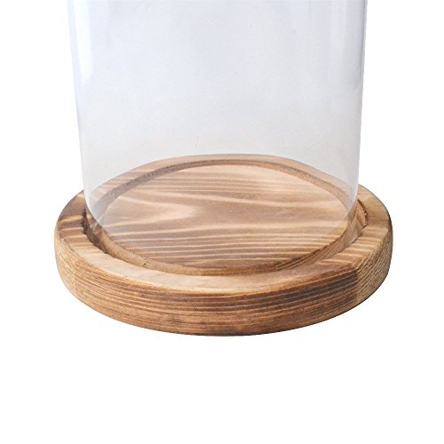Reelva Decorative Clear Glass Cloche Bell Jar Display Case (D9cmH25cm)
