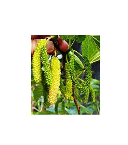 Famous Garden Live Green Long Shahtoot/Mulberry Fruit Plant With Pot-Outdoor Plant