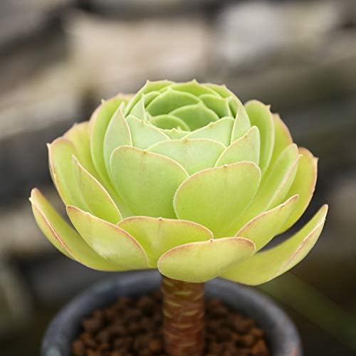 Succulent Live Plant - Aeonium 'Blushing Beauty'