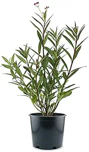 AMERICAN PLANT EXCHANGE Milkweed Monarch Butterfly Attractant Live Plant, 6