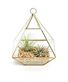 Shop Succulents | Hand-Selected, Perfect as a Gift or Home Décor, Approx 5.5