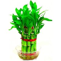 The Bonsai Plants -2 Layer Lucky Real Live Bamboo Plant with Pot with Glass Pot for Home