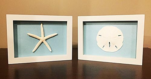 Set of 2, Sand Dollar and Starfish Shadow Boxes, Glass Enclosed, Many Background Colors, Ready to Hang (Blue)