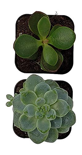 3 Succulent+Plants+Pack+Succulents+Decoration