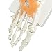 tinsay Human Foot Ankle Joint Model with Ligament Foot Skeleton Model with Ligament Foot Joint Anatomical Teaching Model Life Size
