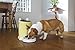 LUSMO Automatic Cat Feeder Yellow L-AF120Y