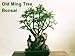 Japanese Ming Aralia Tree - Polyscias fruticosa - Indoor - 6