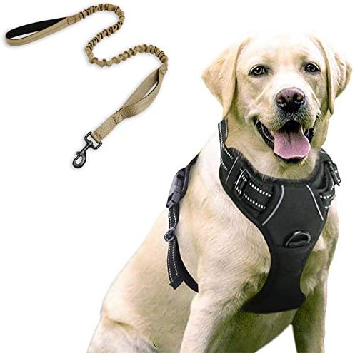 dog leash safety clip