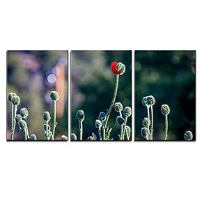 3 Piece Canvas Wall Art - Closeup of Flower Bud - Modern Home Art Stretched and Framed Ready to Hang - 16"x24"x3 Panels