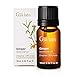 Ginger Essential Oil - A Warm Touch of Soothing Comfort & Revitalization (10ml) - 100% Pure Therapeutic Grade Ginger Oil primary