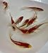 Live Sarasa Goldfish for Aquariums, Tanks, or Garden Ponds – Live Red and White Commons – Born and Raised in The USA – Live Arrival Guarantee (3 to 4 inches, 25 Fish)thumb 3