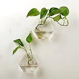 AWEVILIA Wall Hanging Plants Planter Terrariums Creative Fashion Glass Hexagon Shape Vase Home Decor Wall Plants Set of Two