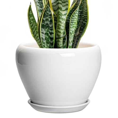 Ceramicfor Ceramic Pot