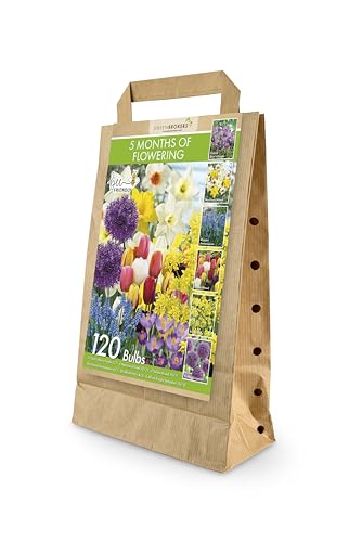 Summer Mixed Colours