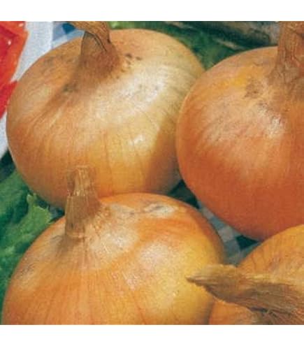 onionページ Amazon.com: AYZTKUX 50 Pack Onion Bags Mesh, 10 lb 11” x 20