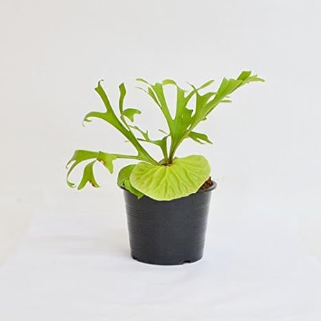 Amazon Co Jp Bat Run Ridorei Or0409 A03 Platycerium Ridleyi Interiapurantu Bat Orchid Plant Decor Place Notebook Purapotto Or0409 A03 Home Kitchen