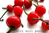 Wiri Wiri Pepper, Very Hard to Find , Capsicum Frutescens, From Guyana ! 25 Seeds