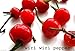 Wiri Wiri Pepper, Very Hard to Find , Capsicum Frutescens, From Guyana ! 25 Seeds
