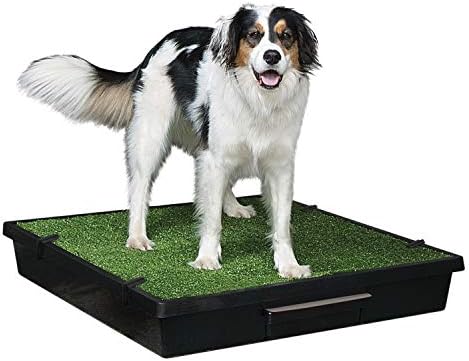 chihuahua bark a lot