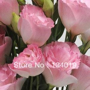 Eustoma Seeds, Lisianthus, Multicolor Into, Autumn New Species, 100 Pcs / Bag