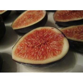 Fig 'Black Mission' Tree Container Plant