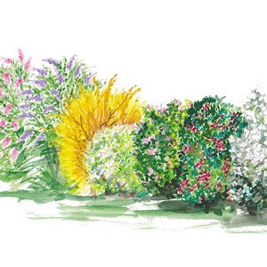 Créer Une Haie Fleurie Les Arbustes à Fleurs