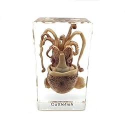 Squid Cuttlefish Specimen in Acrylic Block