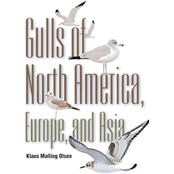 洋書 Gulls of Europe, Asia and North America Gulls: Of North America, Europe, and Asia: Olsen, Klaus Malling