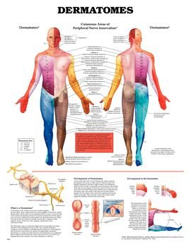 MedValue Anatomical Charts (Dermatomes Chart)