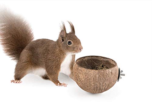 andwe Squirrels Feeder Coconut Feeding Bowl for Birds Chipmunk Wildlife - Outdoor Backyard Decor Accessories