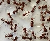 Double Order of Live Ants -- 2 Tube of Approximately 60 Ants -- Ant Farm Refill Kit, Will Live in Gel or Sand Habitat, Great for Educational Classroom or Science Projects, Kids Love Ant Farms.