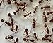 Double Order of Live Ants -- 2 Tube of Approximately 60 Ants -- Ant Farm Refill Kit, Will live in Gel or Sand Habitat, Great for Educational Classroom or Science Projects, Kids Love Ant Farms.