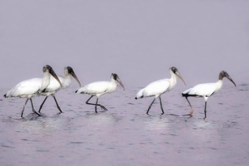 Acrylic-Mounted Artwork by Albertine Ellinwood: Woodstork Parade