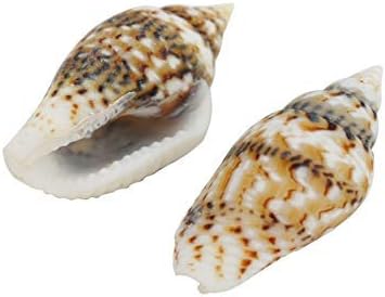 YuzhouGJ 20 Pcs Mini Sea Shells Assorted Natural Seashells Conch Crafts DIY Decoration for Camping, Picnic and Other Outdoor Activities