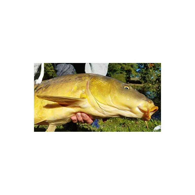 TSHIGO Canne à Pêche Au Coup Carbone Télescopique 10m - Ultra Légère Et Puissante Pour Carpe