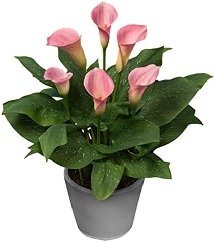 MelysUS 20 PCS Calla Lily Flower Seeds Peace Lily Spathiphyllum, Tabletop Plant, Garden Flower Bonsai Seeds Flowers