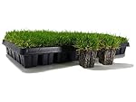 Zoysia Plug Tray / EZPlug 50 Plugs Per Tray
