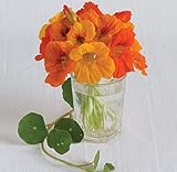 David's Garden Seeds Flower Nasturtium Trailing Mix SL1201 (Multi) 50 Non-GMO, Heirloom Seeds