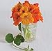 David's Garden Seeds Flower Nasturtium Trailing Mix SL1201 (Multi) 50 Non-GMO, Heirloom Seeds primary