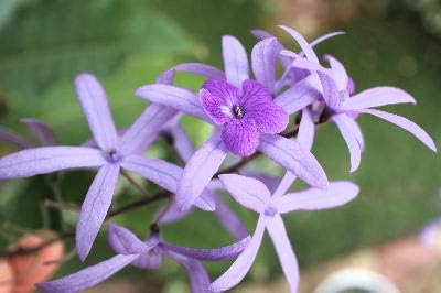 Amazon 熱帯花木 ぺトレア 7号サイズ 花